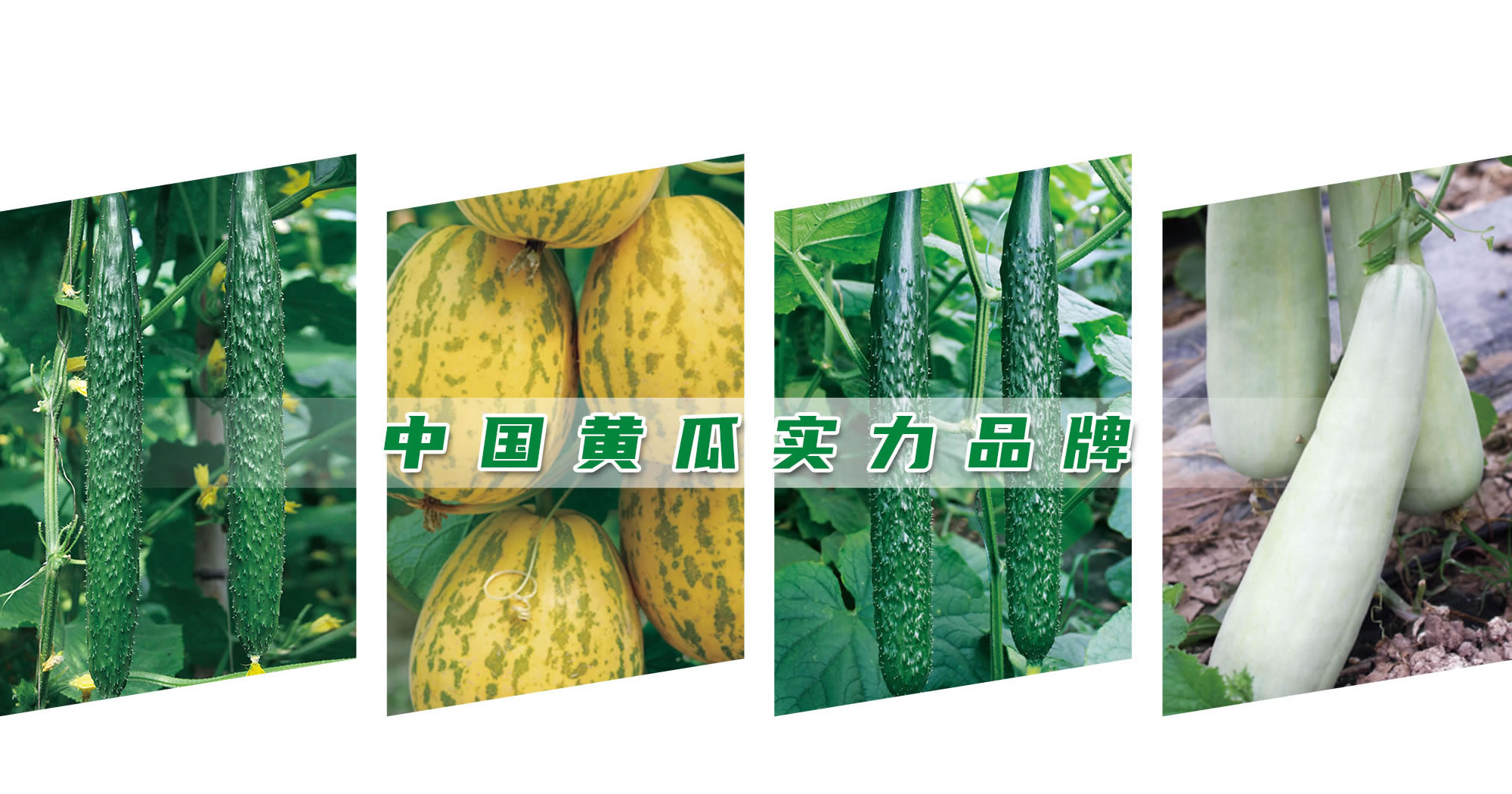 中國(guó)黃瓜實(shí)力品牌